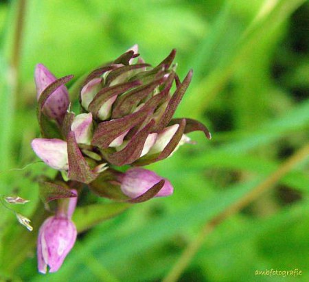 Wilde orchidee nog in de knop.
